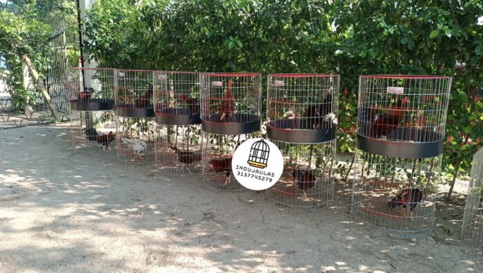 JAULA PARA GALLO FINO REDONDA DE 2 y 3 PUESTOS