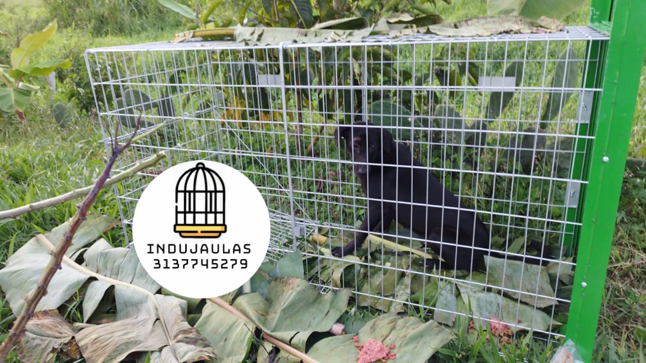 JAULA TRAMPA PARA PERROS